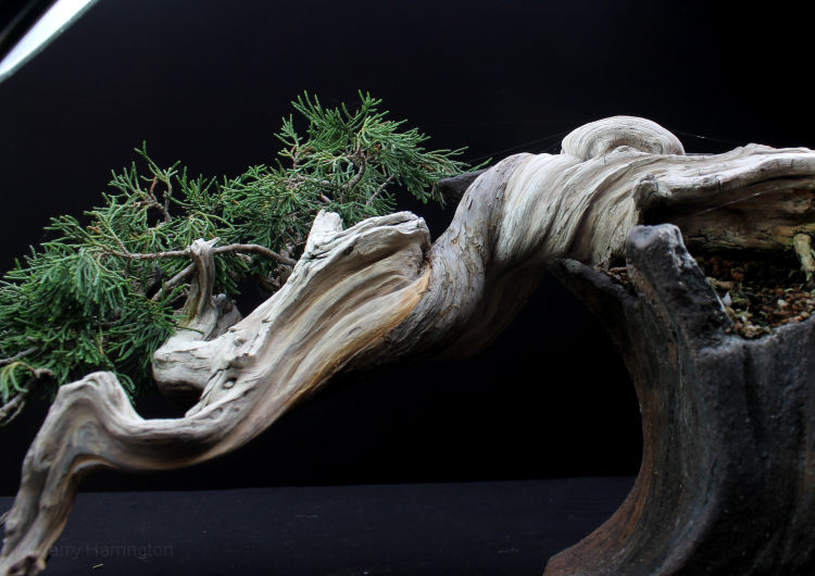 juniper bonsai deadwood